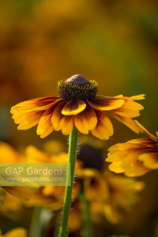 Rudbeckia Kissing SmileyZ â„¢