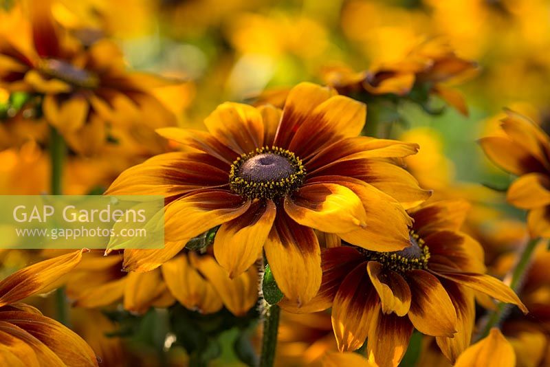 Rudbeckia Laughing SmileyZ â„¢