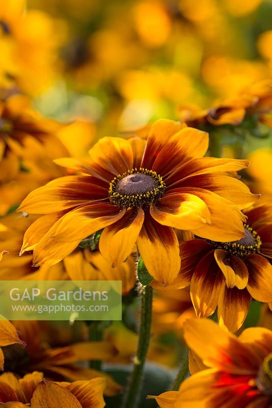 Rudbeckia Laughing SmileyZ â„¢