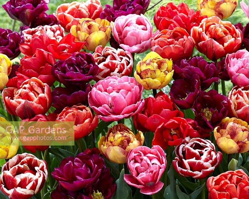 Tulipa double mix