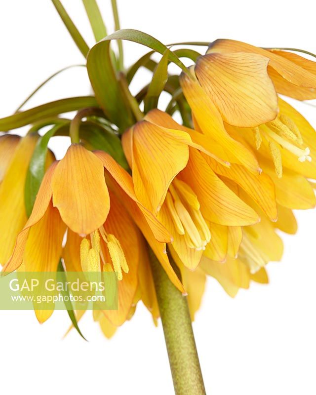 Fritillaria imperialis Vivaldi