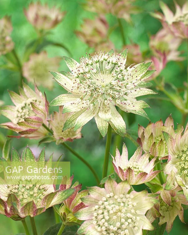 Astrantia major Rosemarie 