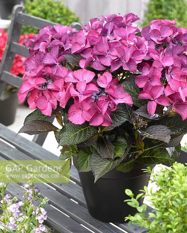 Hydrangea macrophylla Teller Dark Angel Purple Â®