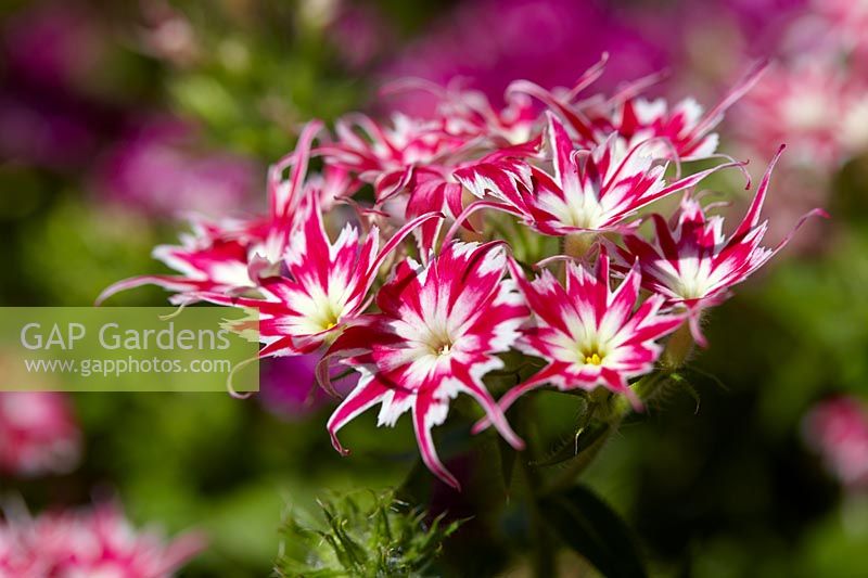 Phlox Popstars Rose 