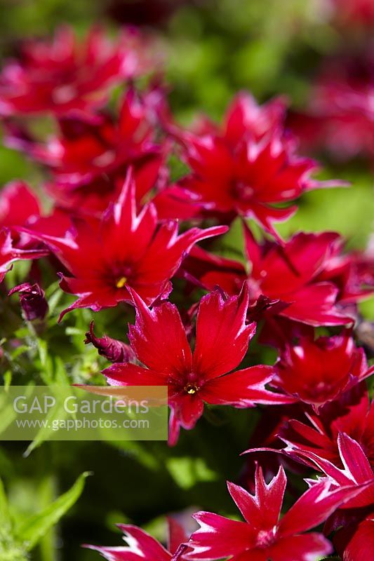 Phlox Popstars Carmine