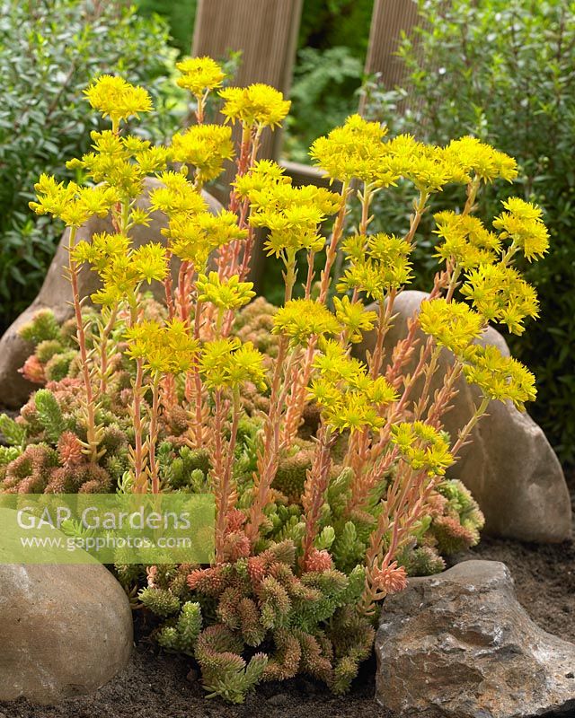 Sedum reflexum f. cristatum