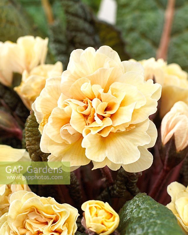 Primula Barnhaven Double Guernsey Cream