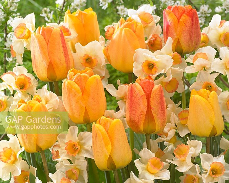 Tulipa Orange Lion, Narcissus Yazz