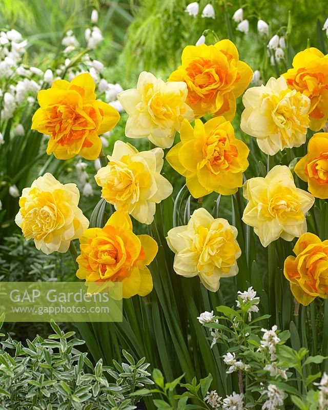 Narcissus Sweet Pomponette, Narcissus Le Torch