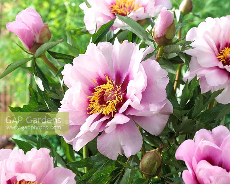 Paeonia Cora Louise