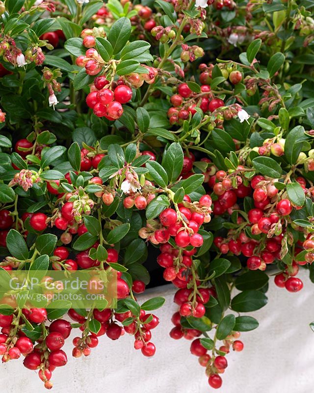 Vaccinium vitis-idaea Fireballs