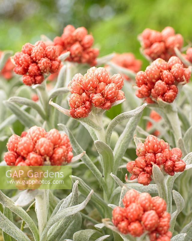 Helichrysum Ember Glow