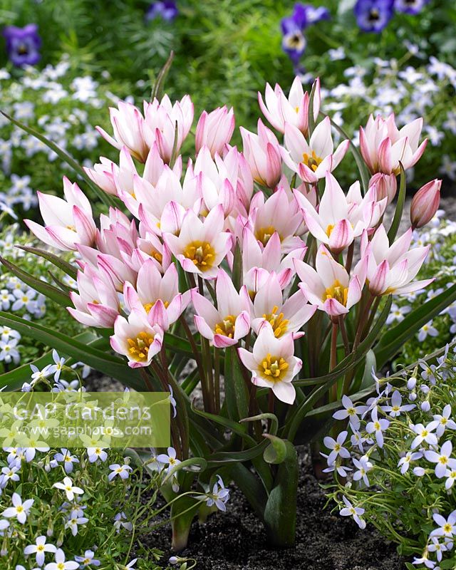 Tulipa Hilde