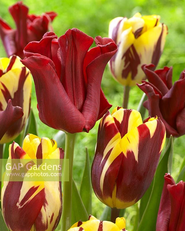 Tulipa Red Dress, Helmar
