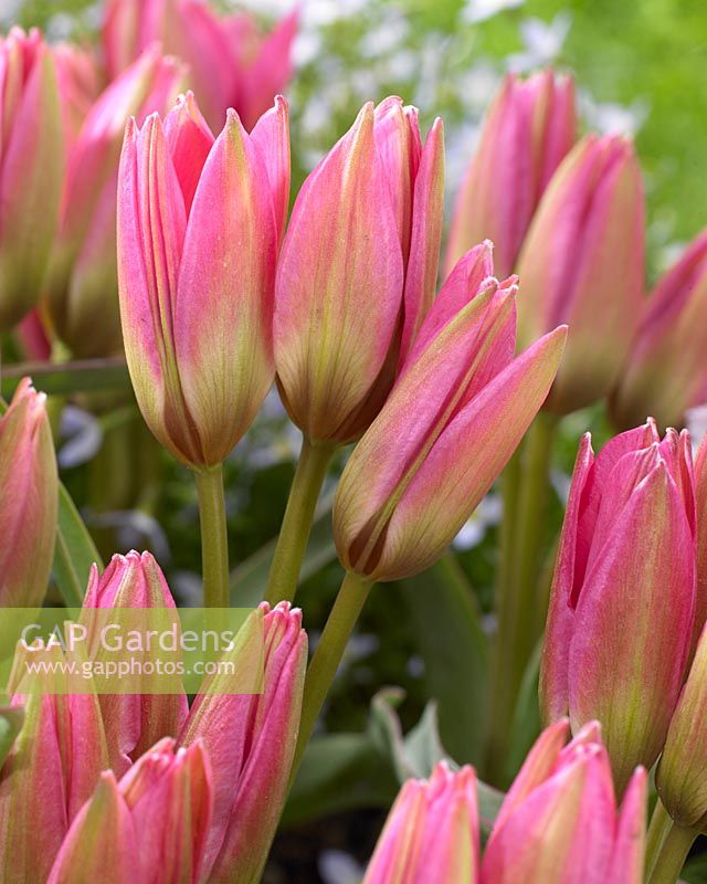 Tulipa Garden of Clusius