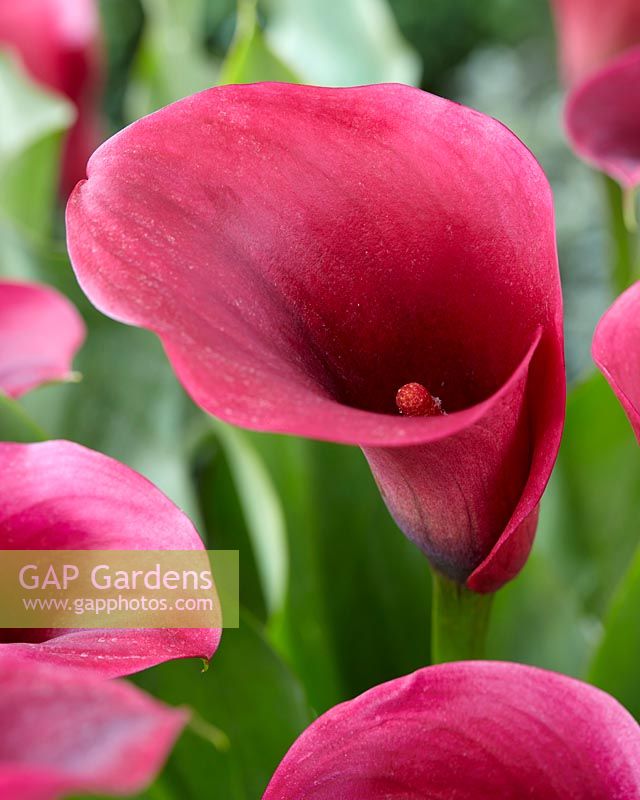 Zantedeschia Captain Promise