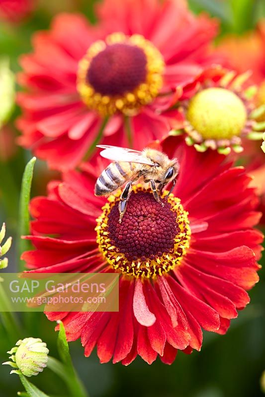 Helenium Ranchera