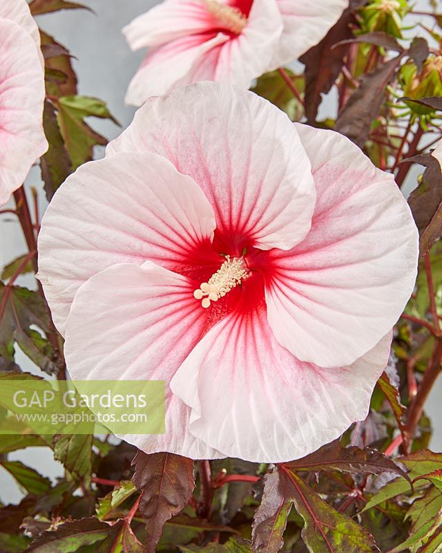 Hibiscus moscheutos CarouselÂ® Pink Candy