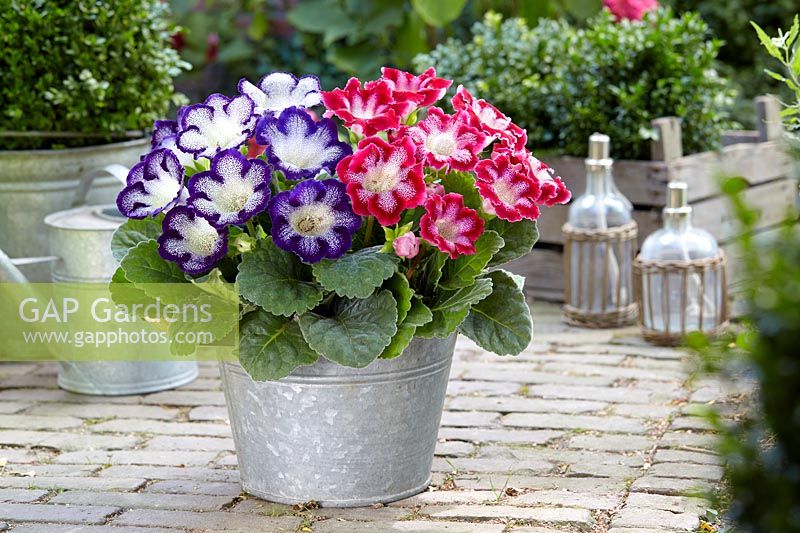 Gloxinia Tigre Blue, Red