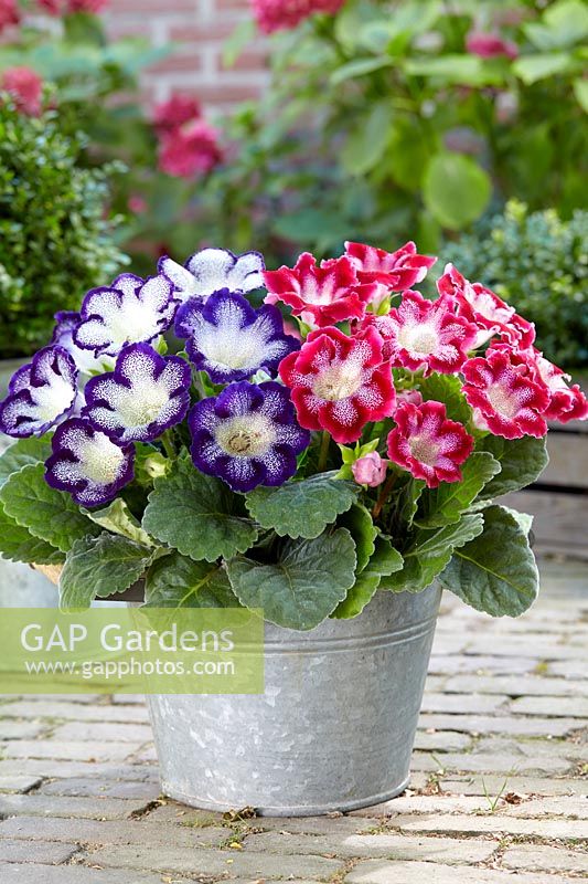 Gloxinia Tigre Blue, Red