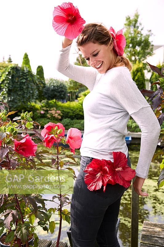 Hibiscus moscheutos CarouselÂ® Pink Passion, Giant Red