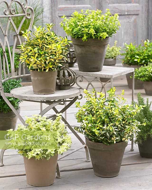 Euonymus collection