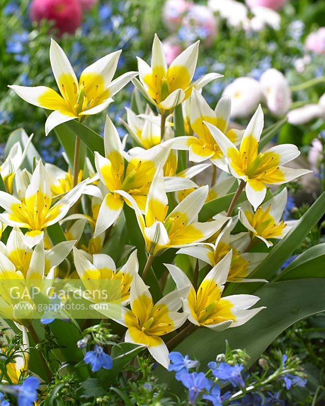 Tulipa biflora Major