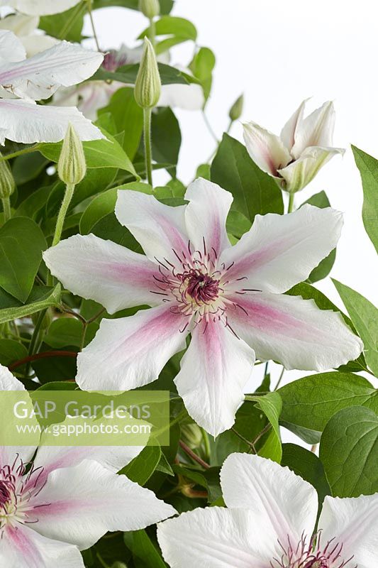 Clematis Countess Of Wessex