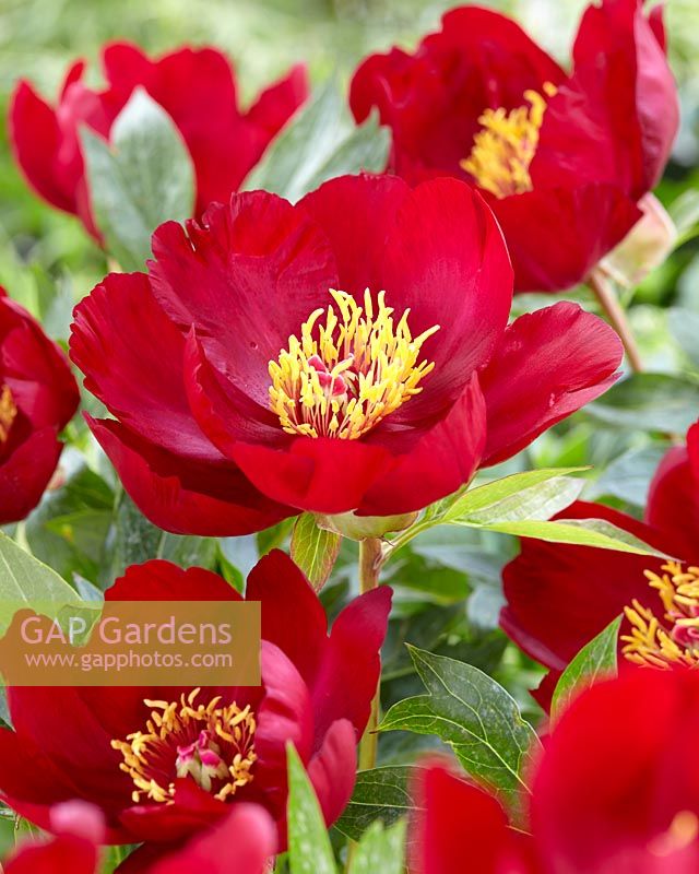 Paeonia Scarlet Heaven