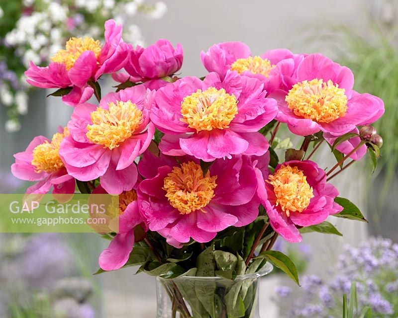 Paeonia Doreen stock photo by Visions Premium, Image: 0710530