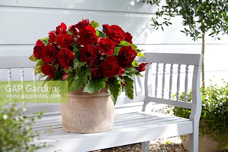 Begonia Double Dark Red