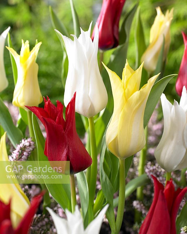 Tulipa Chic mix