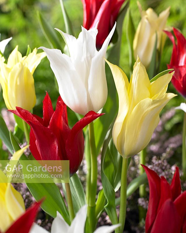 Tulipa Chic mix