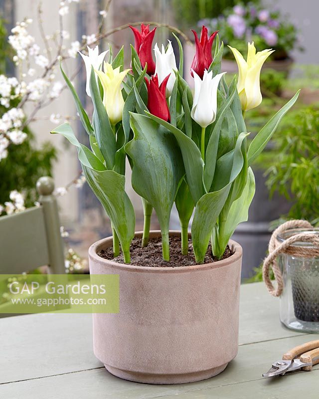 Tulipa Chic mix