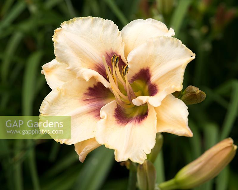 Hemerocallis Bayou Bride