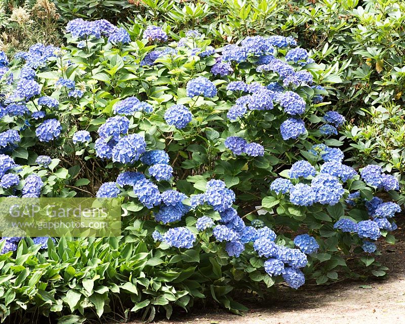 Hydrangea macrophylla Renate Steiniger