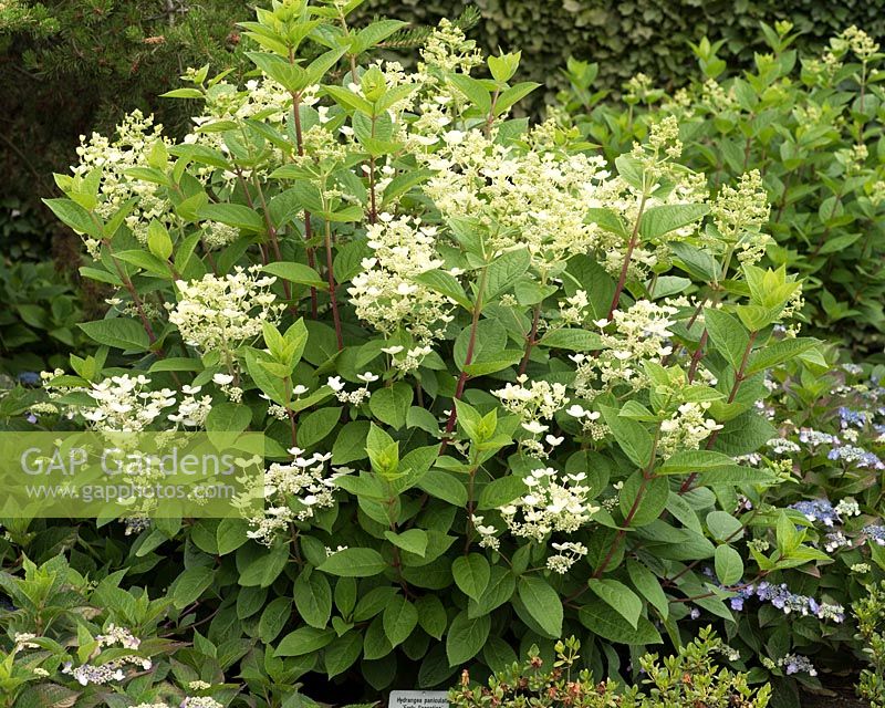 Hydrangea paniculata Early sensation