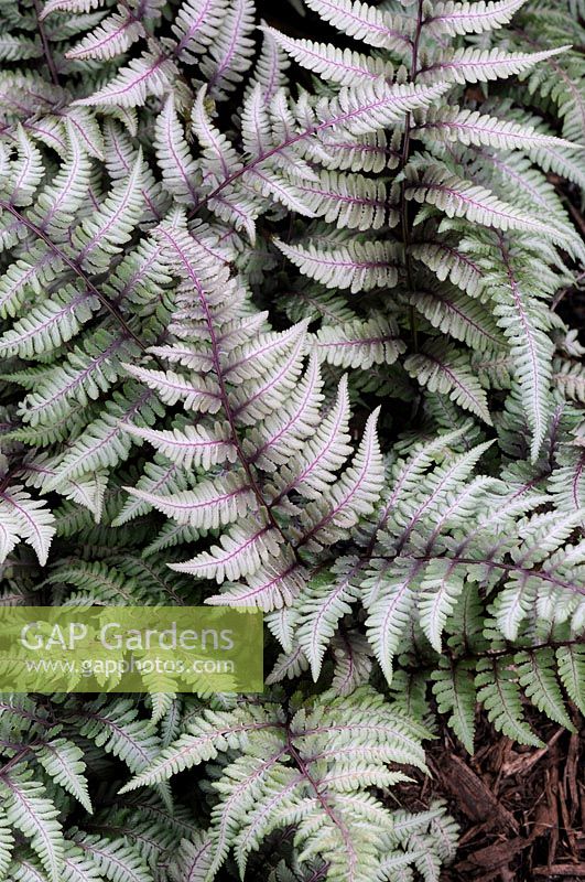 Athyrium niponicum var. pictum