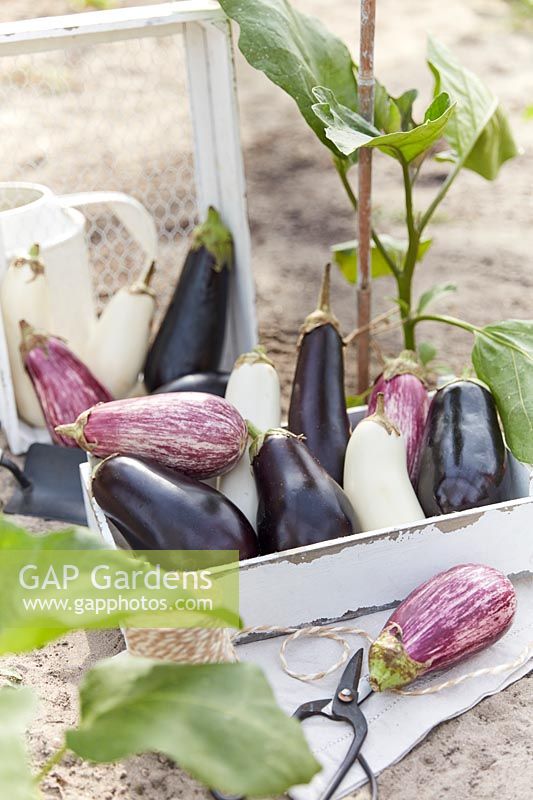 Aubergine collection