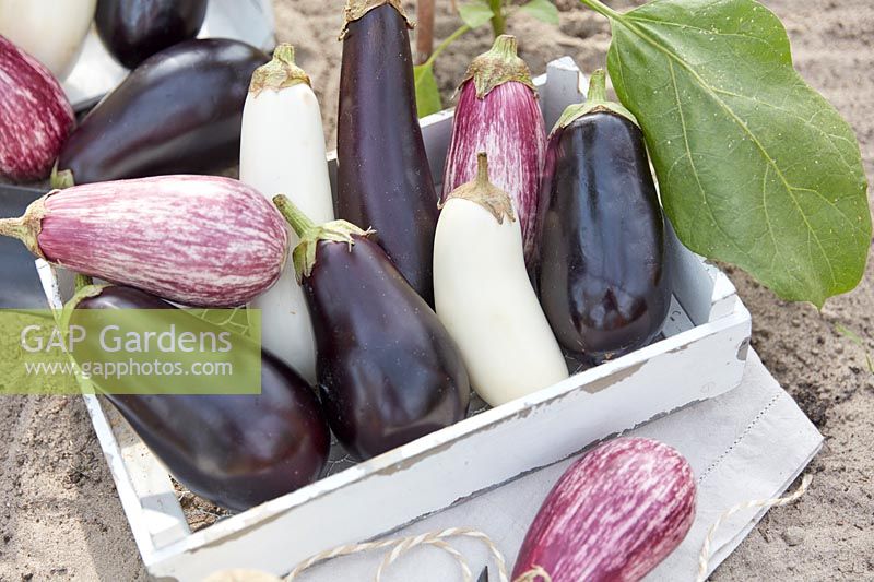 Aubergine collection