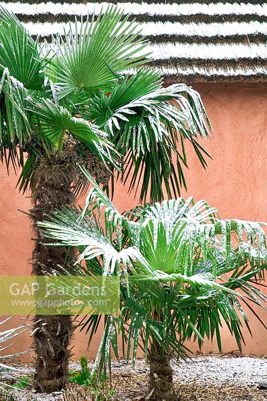 Washingtonia robusta in winter