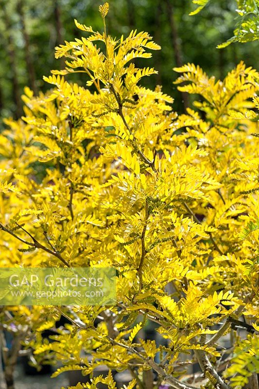 Gleditsia Sunburst