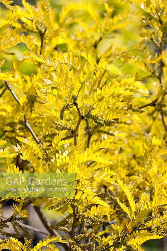 Gleditsia Sunburst