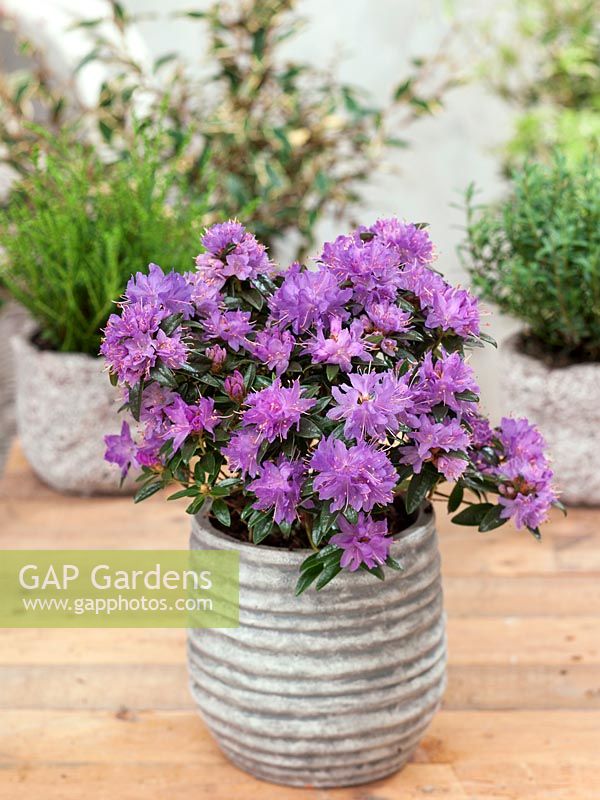 Rhododendron Gristede in pot
