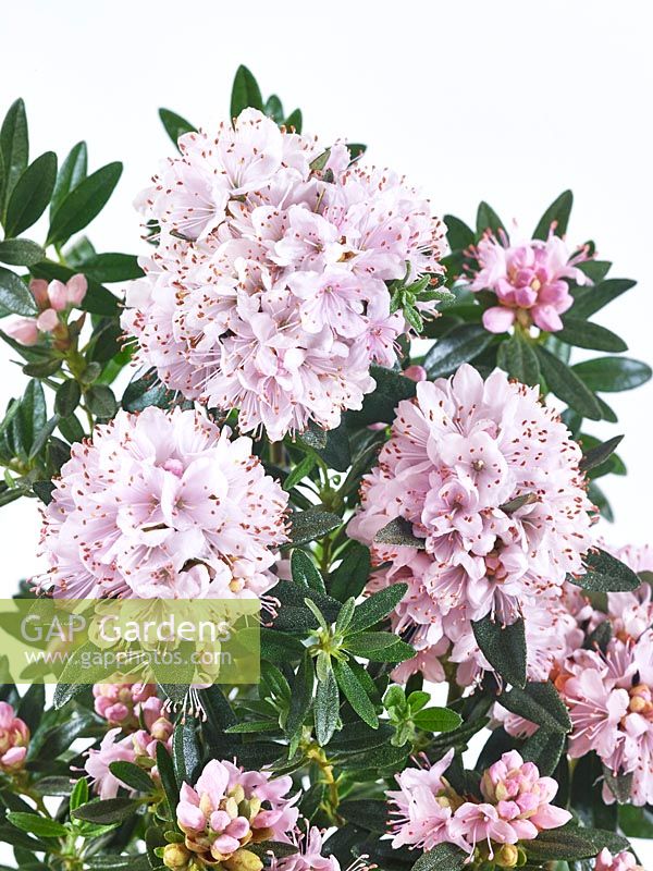 Rhododendron Album