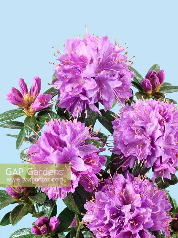 Rhododendron Gristede