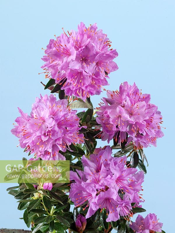 Rhododendron hippophaeoides Fimbriatum Group