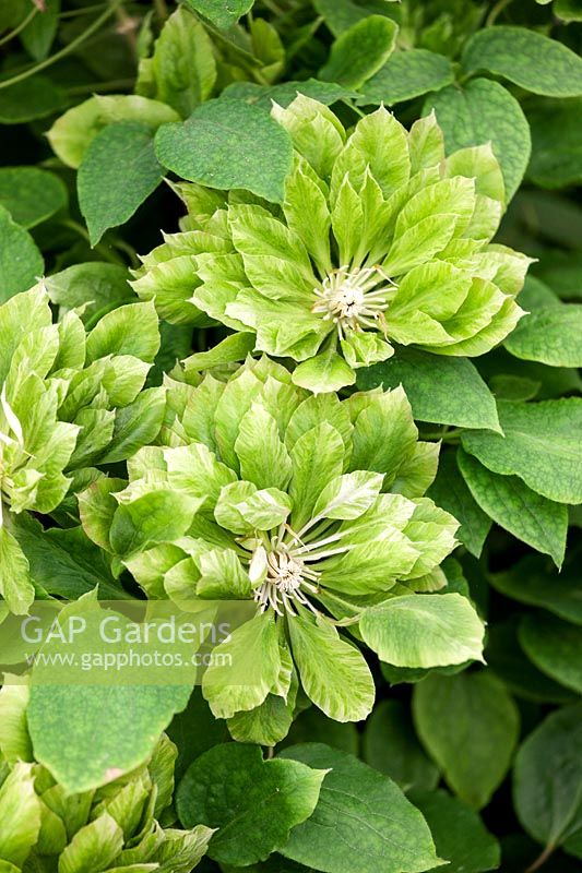 Clematis Green Passion