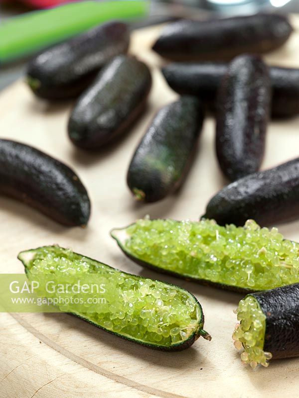 Microcitrus australasica Durham's Emerald