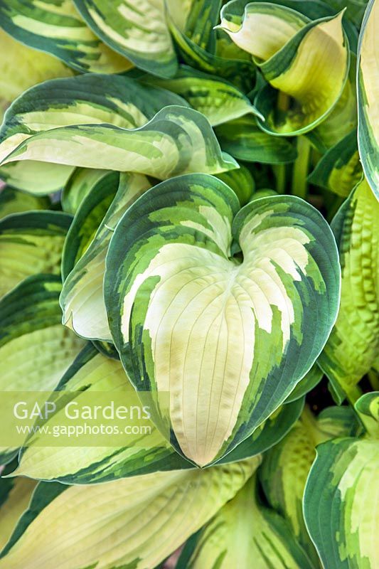 Hosta Hotspur